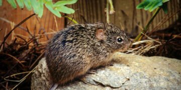 Tikus kapas, Sigmodon hispidus, adalah salah satu pembawa hantavirus atau virus hanta.(Image: wikipedia)
