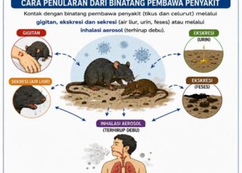 Virus Hanta, Hantavirus