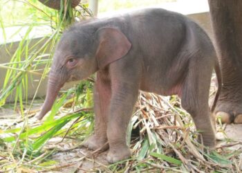 Anak gajah betina lahir di Taman Satwa Lembah Hijau Bengkulu.(Foto: Humas Kemenhut)