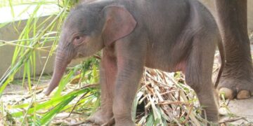 Anak gajah betina lahir di Taman Satwa Lembah Hijau Bengkulu.(Foto: Humas Kemenhut)