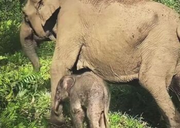 Anak gajah yang lahir di Taman Nasional Tesso Nilo Riau.(Foto: Humas Kemenhut)
