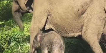 Anak gajah yang lahir di Taman Nasional Tesso Nilo Riau.(Foto: Humas Kemenhut)