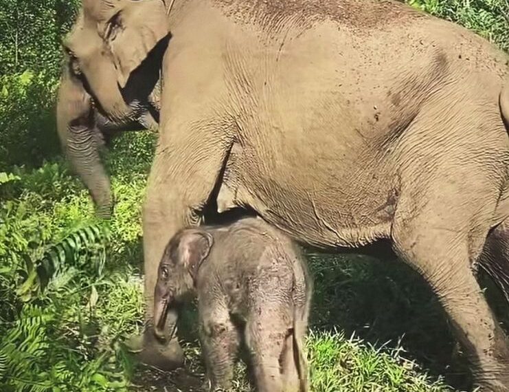Anak gajah yang lahir di Taman Nasional Tesso Nilo Riau.(Foto: Humas Kemenhut)