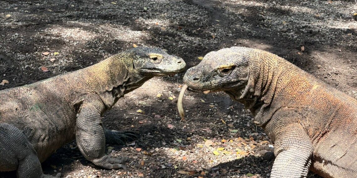Komodo.(Foto: Dok. Kemlu)