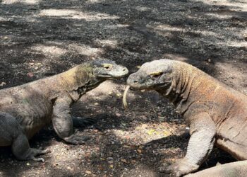 Komodo.(Foto: Dok. Kemlu)