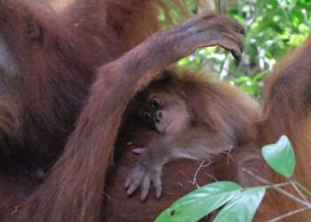 Bayi Orangutan Sumatera generasi baru ini lahir dari induk bernama Bulan, orangutan hasil rehabilitasi yang telah hidup bebas di alam liar sejak tahun 2018.(Foto: Humas Kemenhut)