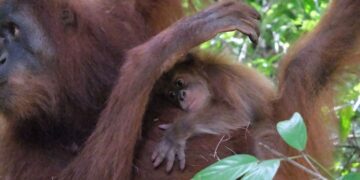 Bayi Orangutan Sumatera generasi baru ini lahir dari induk bernama Bulan, orangutan hasil rehabilitasi yang telah hidup bebas di alam liar sejak tahun 2018.(Foto: Humas Kemenhut)