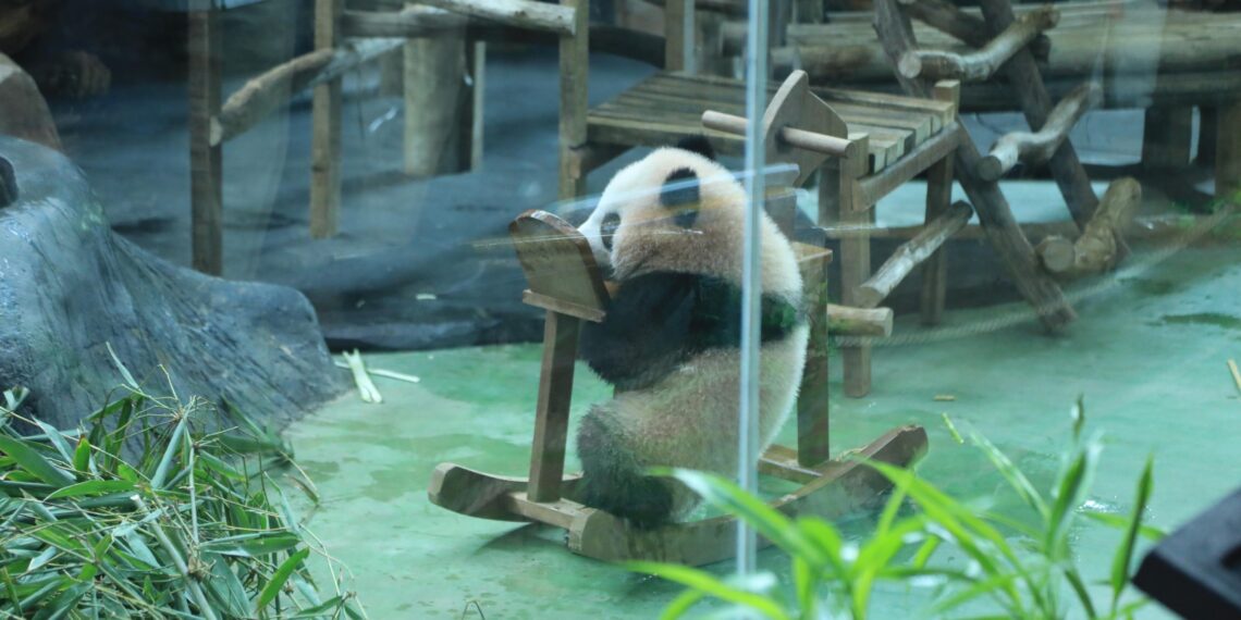 Satria Wiratama atau Baby Rio, panda pertama lahir di Indonesia.(Foto: Humas Pemkab Bogor)
