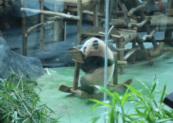 Satria Wiratama atau Baby Rio, panda pertama lahir di Indonesia.(Foto: Humas Pemkab Bogor)