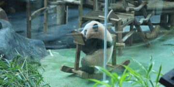 Satria Wiratama atau Baby Rio, panda pertama lahir di Indonesia.(Foto: Humas Pemkab Bogor)