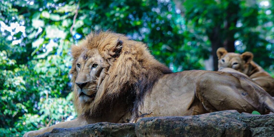 Singa di Bandung Zoo atau Kebun Binatang Bandung.(Foto: Humas Pemkot Bandung)