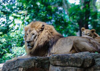 Singa di Bandung Zoo atau Kebun Binatang Bandung.(Foto: Humas Pemkot Bandung)