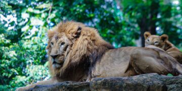 Singa di Bandung Zoo atau Kebun Binatang Bandung.(Foto: Humas Pemkot Bandung)