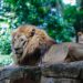 Singa di Bandung Zoo atau Kebun Binatang Bandung.(Foto: Humas Pemkot Bandung)