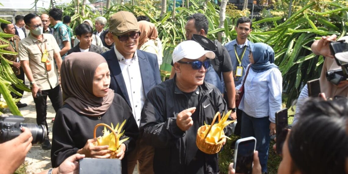 Panen raya buah naga kuning.(Foto: Diskominfo Kab Kuningan)