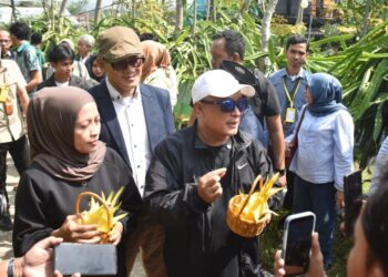 Panen raya buah naga kuning.(Foto: Diskominfo Kab Kuningan)