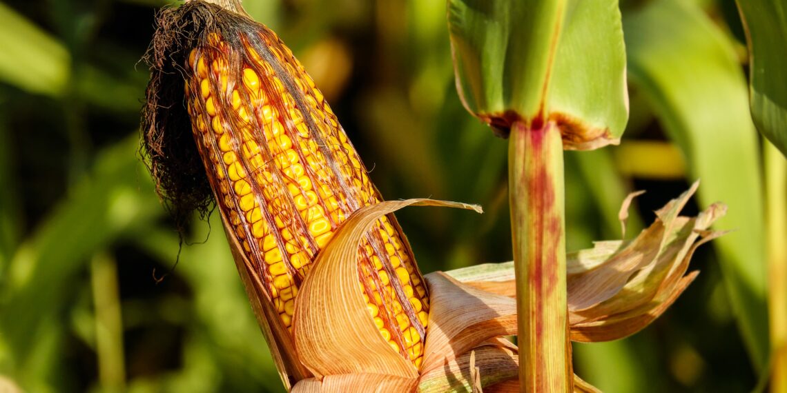 Jagung.(Image: Pixabay)