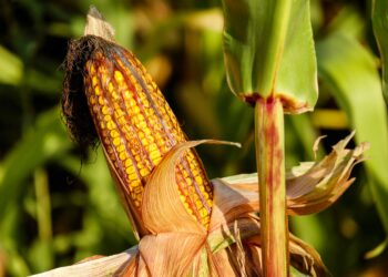 Jagung.(Image: Pixabay)