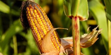sumber bahan pangan jagung.(Image: Pixabay)