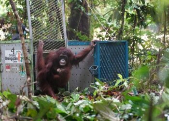 Konservasi orangutan.(Foto: Humas Kemenhut)