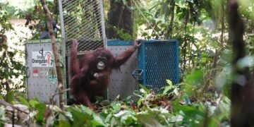 Konservasi orangutan.(Foto: Humas Kemenhut)