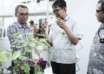Tanaman Malapari (Pongamia pinnata) dinilai memiliki prospek besar sebagai bahan baku biodiesel. Potensi tersebut diperkenalkan dalam Capacity Building dan Expo Organisasi Riset Hayati dan Lingkungan (ORHL) BRIN 2026 yang berlangsung pada 8-9/7 di Gedung Utama Indonesia Convention Center (ICC), Kawasan Sains dan Teknologi Soekarno, Cibinong, Kabupaten Bogor. (Foto: Humas BRIN)