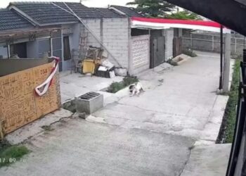 Tangkapan layar rekaman CCTV saat anjing jenis pitbull serang bocah perempuan di Kabupaten Bandung.(Foto:Istimewa).