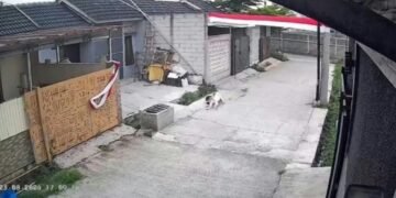 Tangkapan layar rekaman CCTV saat anjing jenis pitbull serang bocah perempuan di Kabupaten Bandung.(Foto:Istimewa).