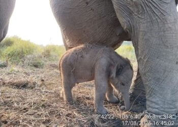 Seekor anak gajah Sumatera (Elephas maximus sumatranus) di Pusat Konservasi Gajah (PKG) Jalur 21 Padang Sugihan, Sumatera Selatan, pada Senin (17/8/2026).(Foto: Dok. Humas Kemenhut)
