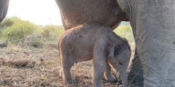 Seekor anak gajah Sumatera (Elephas maximus sumatranus) di Pusat Konservasi Gajah (PKG) Jalur 21 Padang Sugihan, Sumatera Selatan, pada Senin (17/8/2026).(Foto: Dok. Humas Kemenhut)