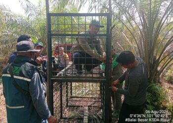 Pemasangan box trap beruang madu oleh petugas BKSDA.(Foto: Dok. Humas Kemenhut)