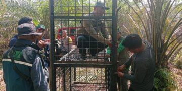 Pemasangan box trap beruang madu oleh petugas BKSDA.(Foto: Dok. Humas Kemenhut)