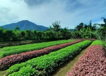 Desa Wisata di Kabupaten Bogor.(Foto: Humas Pemkab Bogor)