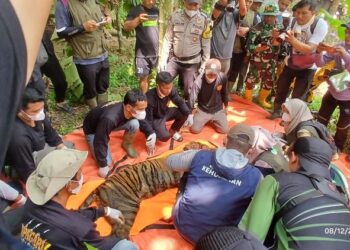 Evakuasi Harimau Sumatera.(Foto: BKSDA Kemenhut)
