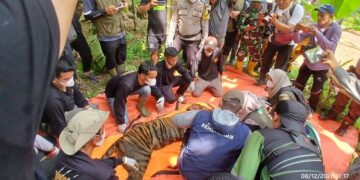 Evakuasi Harimau Sumatera.(Foto: BKSDA Kemenhut)