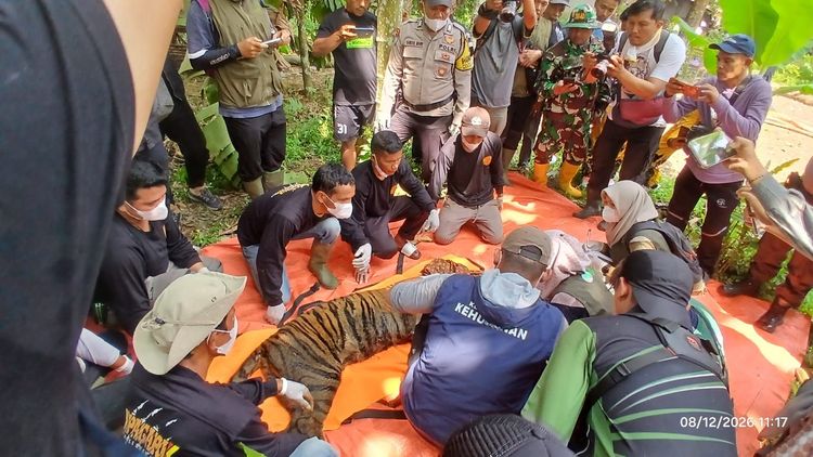 Evakuasi Harimau Sumatera.(Foto: BKSDA Kemenhut)