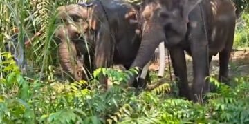 Gajah Sumatera.(Foto: Dok. Kementerian Kehutanan)