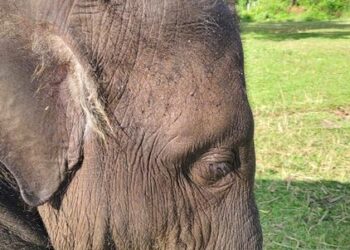 Gajah Yuna.(Foto: BKSDA/Kemenhut)