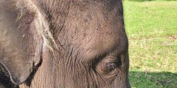 Gajah Yuna.(Foto: BKSDA/Kemenhut)