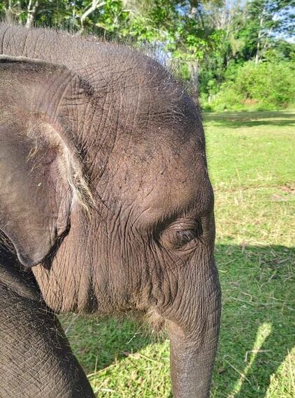 Gajah Yuna.(Foto: BKSDA/Kemenhut)