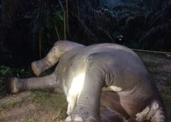 Penemuan gajah mati.(Foto: Humas Kemenhut)