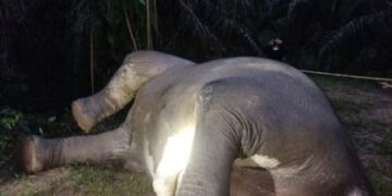 Penemuan gajah mati.(Foto: Humas Kemenhut)