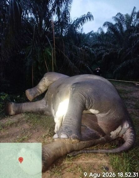 Penemuan gajah mati.(Foto: Humas Kemenhut)