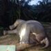 Penemuan gajah mati.(Foto: Humas Kemenhut)
