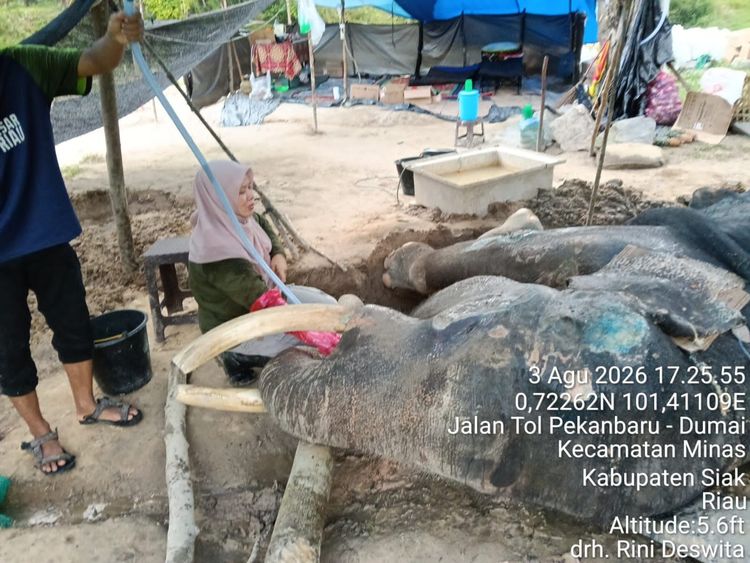 Jovi, sang 'Pahlawan' Konservasi.(Foto: Humas Kemenhut)
