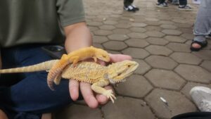 Komunitas Reptil Bandung saat mengedukasi warga tentang kadal iguana.(Foto: Humas Pemkot Bandung)