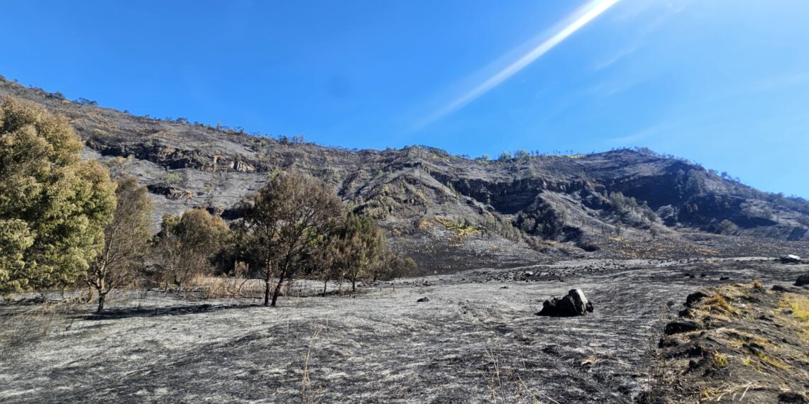 Kebakaran Bromo 2026.(Foto: Dok. Kemenpar)