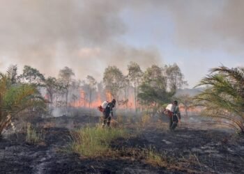 Petugas gabungan berhasil memadamkan kebakaran hutan yang terjadi di Desa Lenggang, Kec. Gantung, Kab. Belitung Timur, Rabu (26/8). (Foto: BPBD Kabupaten Belitung Timur)