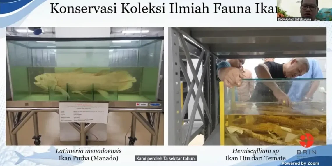 Koleksi Ikan di Museum Zoologicum Bogoriense.(Foto: Humas BRIN)