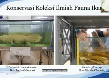 Koleksi Ikan di Museum Zoologicum Bogoriense.(Foto: Humas BRIN)